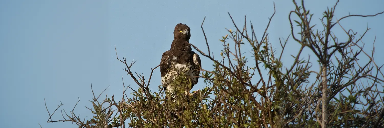 0245 Karen Blixen Camp_The Birdlife 1.webp